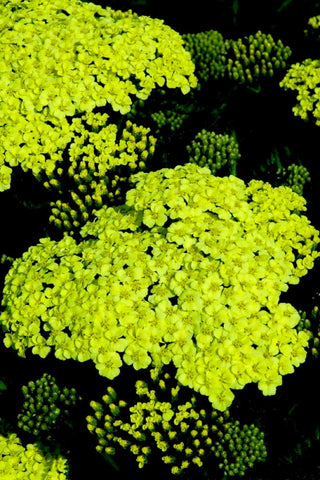 Sunny Seduction Yarrow (Achillea millefolium 'Sunny Seduction') - 1 gallon