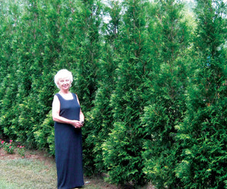 Full Speed A Hedge® American Pillar Arborvitae (Thuja occidentalis 'American Pillar') - 3 gallon 24"