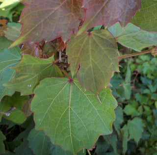 Robusta Boston Ivy (Parthenocissus tricuspidata 'Robusta') - QT