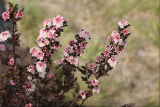 Tiny Wine® Ninebark (Physocarpus opulifolius 'SMPOTW') - 2 gallon 15"