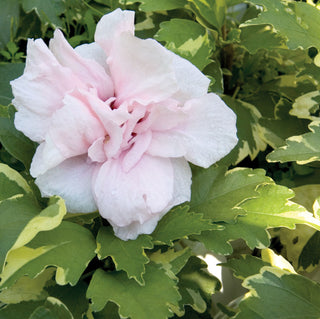 Sugar Tip® Rose of Sharon (Hibiscus syriacus 'America Irene Scott') - 1 gallon 18"