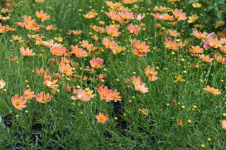 Creme Caramel™ Tickseed (Coreopsis verticillata 'Novcorcar') - 1 gallon