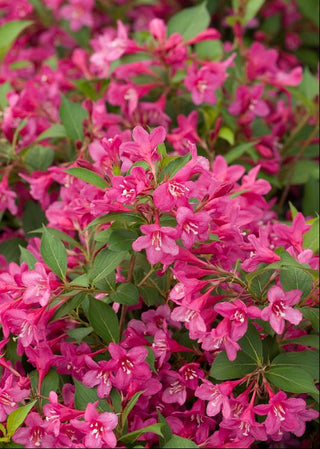 Sonic Bloom® Pink Weigela (Weigela sonic 'Bloom Pink') - 1 gallon