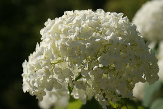 Annabelle Smooth Hydrangea (Hydrangea arborescens 'Annabelle') - 1 gallon