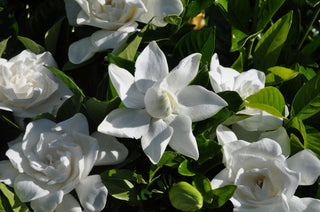 Summer Snow® Gardenia (Gardenia jasminoides 'Summer Snow') - 1 gallon