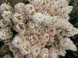 Bobo® Panicle Hydrangea (Hydrangea paniculata 'Bobo') - 3 gallon