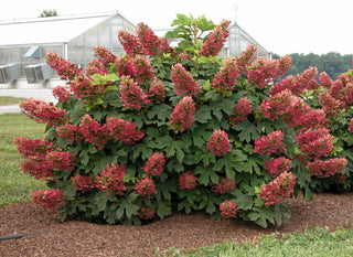 Ruby Slippers Oakleaf Hydrangea (Hydrangea quercifolia 'Ruby Slippers') - 1 gallon