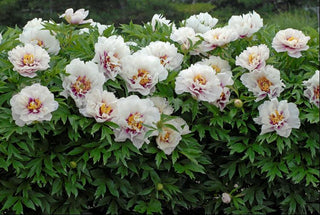 Cora Louise Itoh Peony (Paeonia x 'Cora Louise') - 2 gallon
