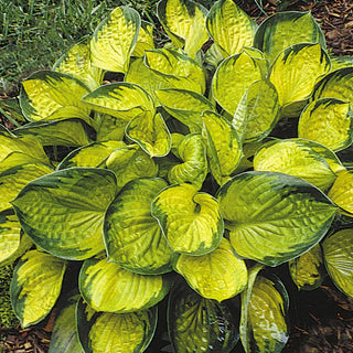 Rainforest Sunrise Plantain Lily (Hosta rainforest 'Sunrise') - 1 gallon