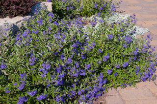 First Editions® Sapphire Surf™ Bluebeard (Caryopteris x clandonensis 'Blauer Splatz') - 2 gallon