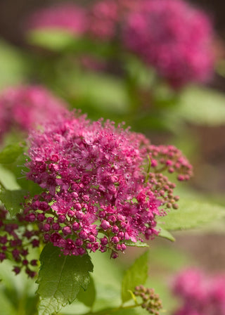 Double Play® Gold Spirea (Spiraea japonica 'Yan') - 2 gallon 10"