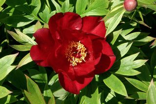 Scarlet Heaven Itoh Peony (Paeonia 'I Scarlet Heaven (Scarlet)') - 2 gallon
