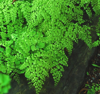 Himalayan Maidenhair Fern (Adiantum 'Himalayan Maidenhair') - 1 gallon