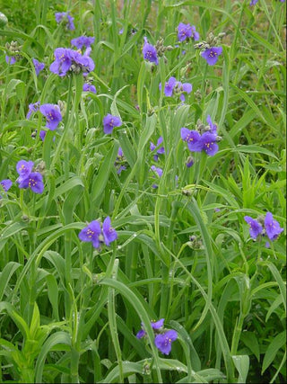 Spiderwort (Tradescantia ohiensis) - 1 gallon
