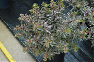 SunSparkler® Jade Tuffet Stonecrop (Sedum jade 'Tuffet') - 1 gallon