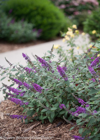 Proven Winner® Color Choice® Lo & Behold® Blue Chip Jr Butterfly Bush (Buddleia '‘Blue Chip Jr’') - 3 gallon