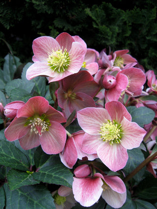 Gold Collection® Merlin Lenten Rose (Helleborus merlin) - 1 gallon