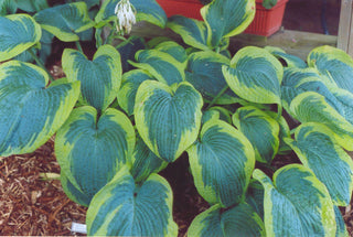 Francis Williams Plantain Lily (Hosta francis 'Williams') - 1 gallon