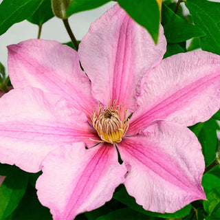 Sally™ Clematis (Clematis sally) - 1 gallon