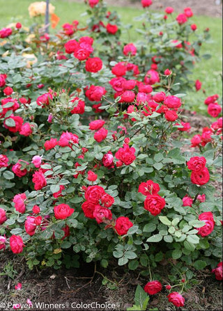 Oso Easy Double Red® Rose (Rosa 'Oso Easy Double Red') - 2 gallon