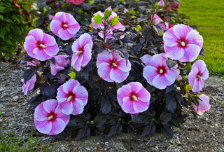 Starry Night Rose Mallow (Hibiscus starry 'Night') - 1 gallon