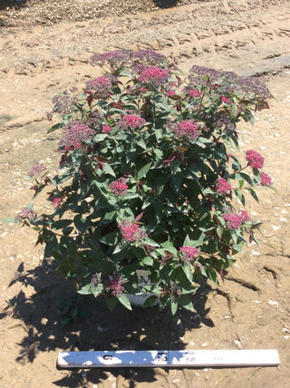 Double Play® Red Spirea (Spiraea JAP 'Dbl Play Red') - 3 gallon 15"
