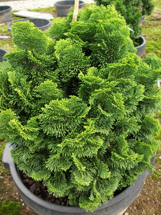 Hinoki False Cypress (Chamaecyparis obtusa 'Nana') - 3 gallon 12"