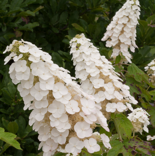 Gatsby Gal® Oakleaf Hydrangea (Hydrangea quercifolia 'Gatsby Gal') - 3 gallon