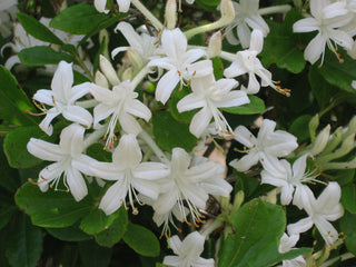 Swamp Azalea (Rhododendron viscosum) - 2 gallon 12"