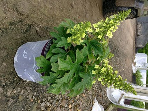 Jetstream™ Hydrangea (Hydrangea quercifolia 'Jetstream') - 3 gallon