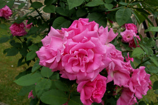 Zephirine Drouhin Climbing Rose (Rosa CL 'Zephirine Drouhin') - 1 gallon