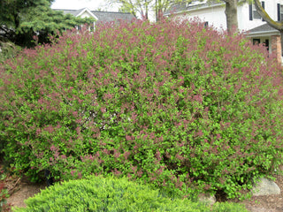 Dwarf Korean Lilac (Syringa meyeri 'Palibin') - 1 gallon