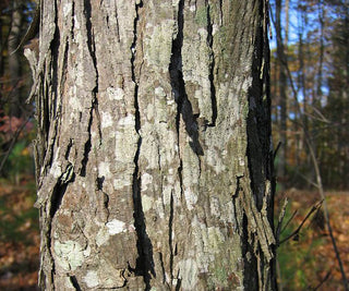 Shagbark Hickory (Carya ovata) - 3 gallon