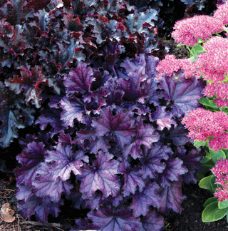 Forever Purple Coral Bells (Heuchera forever 'Purple') - 1 gallon
