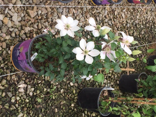 Corinne™ Clematis (Clematis corinne) - 1 gallon