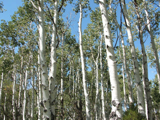 Quaking Aspen (Populus tremuloides) - 5 gallon 60"