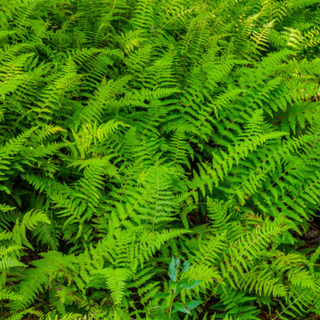 Hayscented Fern (Dennstaedtia 'Hayscented') - 1 gallon