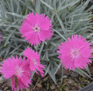 FireWitch Pinks (Dianthus gratianopolitanus 'Firewitch') - QT