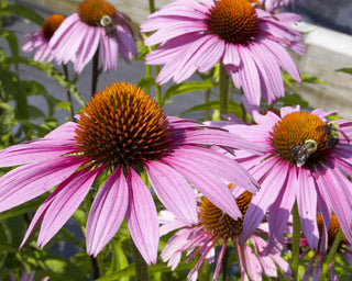 Purple Coneflower (Echinacea purpurea 'Magnus') - QT
