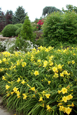 Happy Returns Daylily (Hemerocallis 'Happy Happy Returns') - QT