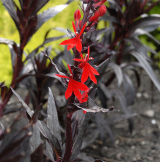 Queen Victoria Cardinal Flower (Lobelia x speciosa 'Queen Victoria') - QT