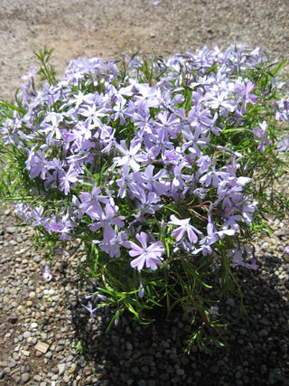 Emerald Blue Moss Phlox (Phlox subulata 'Emerald Blue') - QT