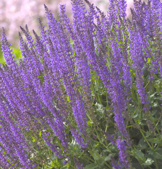 May Night Wood sage (Salvia nemorosa 'May Night') - QT
