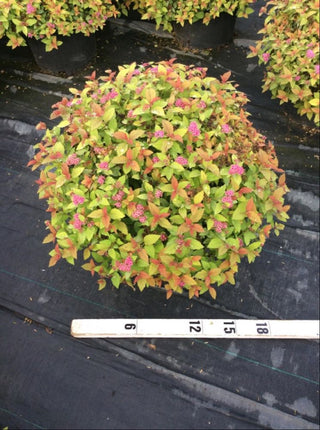 Magic Carpet Spiraea (Spiraea japonica 'Magic Carpet') - 1 gallon