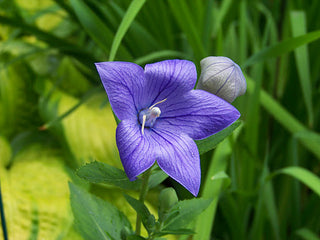 Sentimental Blue Balloon Flower (Platycodon grandiflorus 'Sentimental Blue') - QT