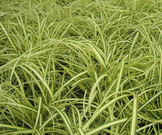Evergold Sedge (Carex oshimenski 'Evergold') - QT