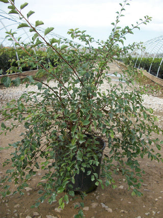 Renaissance Spiraea (Spiraea x vanhouttei 'Renaissance') - 1 gallon