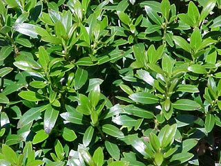 Shamrock Holly (Ilex glabra 'Shamrock') - 3 gallon 15"