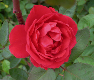 Blaze Climbing Rose (Rosa CL 'Blaze') - 2 gallon