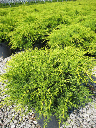 Old Gold Juniper (Juniperus chinensis 'Old Gold') - 1 gallon 6"